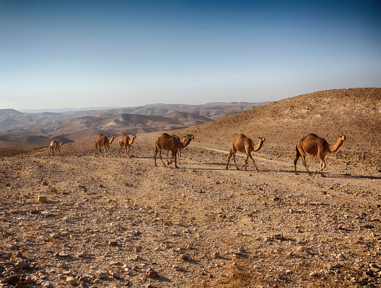 dead-sea-camels-walking-on-the sea-shore