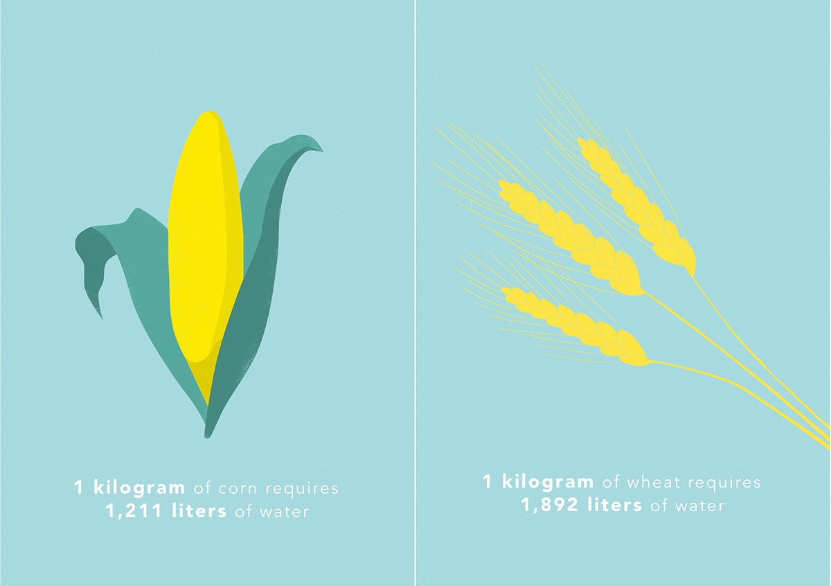 water-usage-corn-ray