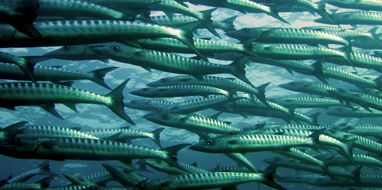 bunch-of-fishes-swimming-in-the-ocean